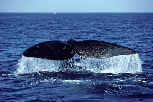 Fluke: Northern Right whale - Tail (fluke)