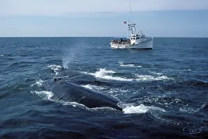 Fundy: Northern Right whale - Watching Northern right