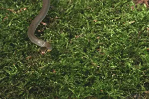 Punctatus: Northern Ringneck Snake