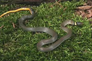 Punctatus: Northern Ringneck Snake