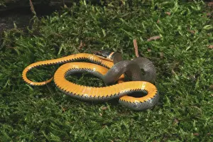 Punctatus: Northern Ringneck Snake