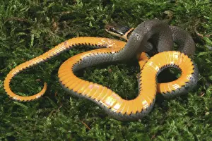 Punctatus: Northern Ringneck Snake