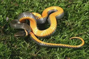 Punctatus: Northern Ringneck Snake