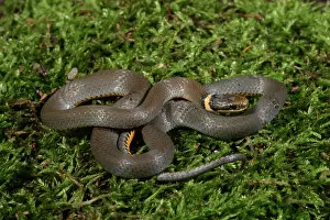 Punctatus: Northern Ringneck Snake