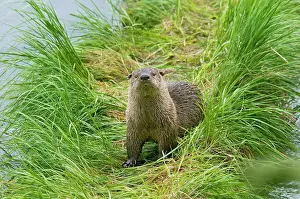 Lontra: Northern River Otter