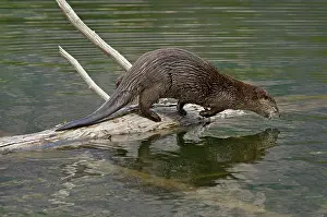 Lontra: Northern River Otter - diving into lake