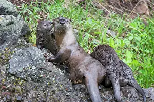 Lontra: Northern River Otter - family - mother with three pups