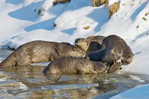 Trouts: Northern River Otter - family - otter eating cutthroat