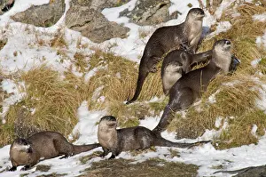 Lontra: Northern River Otter - lying down on snow along river bank