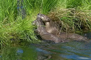 Lontra: Northern River Otter - mother carries young pup