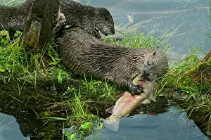 Trouts: Northern River Otter - mother eating a rainbow