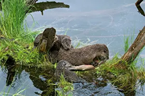 Trouts: Northern River Otter - mother eating a rainbow