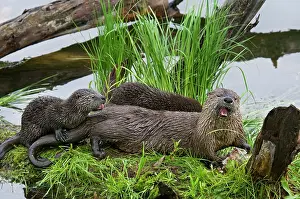 Trouts: Northern River Otter - mother eating a rainbow