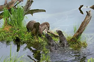 Trouts: Northern River Otter - mother eating a rainbow
