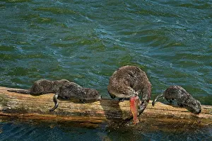 Trouts: Northern River Otter - mother feeding on cutthroat