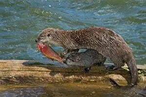 Trouts: Northern River Otter - mother feeding on cutthroat