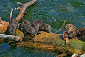 Trouts: Northern River Otter - mother feeding on cutthroat