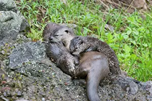 Lontra: Northern River Otter - mother nursing pups