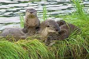 Lontra: Northern River Otter - mother and pups