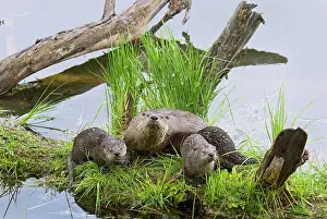 Lontra: Northern River Otter - mother and pups