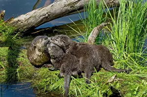 Lontra: Northern River Otter - mother and pups