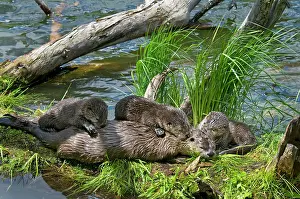Lontra: Northern River Otter - mother and pups on grass