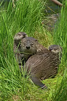 Lontra: Northern River Otter - mother and pups on grass