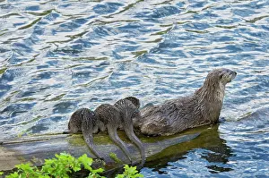 Lontra: Northern River Otter - mother and pups on log along