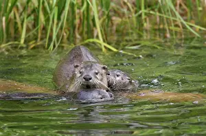 Lontra: Northern River Otter - mother with two pups in water