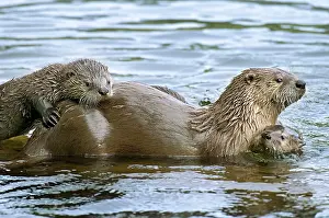 Lontra: Northern River Otter - mother with two pups in water