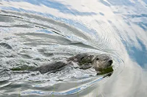 Lontra: Northern River Otter - mother swimming with pup