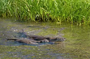 Lontra: Northern River Otter - mother swimming with young pups