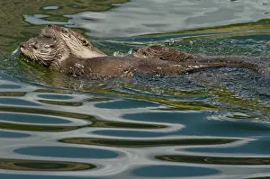 Lontra: Northern River Otter - mother towing pup with her