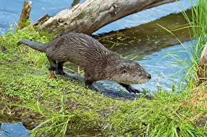 Lontra: Northern River Otter - pup