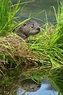 Lontra: Northern River Otter - pup