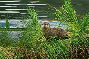 Lontra: Northern River Otter - pup on grass covered log