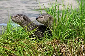 Lontra: Northern River Otter - pups on grass covered log