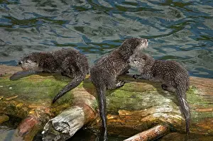 Lontra: Northern River Otter - pups on log along edge of lake