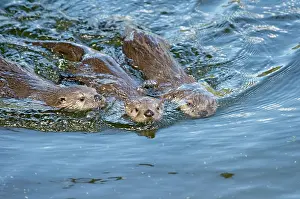 Lontra: Northern River Otter - pups swimming