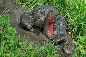 Trouts: Northern River Otter - pups trying to subdue large