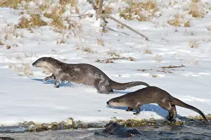 Lontra: Northern River Otter - running along edge of river on snow