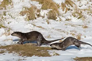 Lontra: Northern River Otter - running along on snow