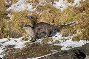 Lontra: Northern River Otter - scent marking their territory