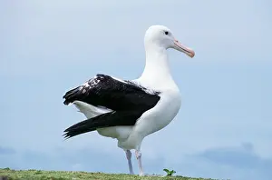 Epomophora: Northern Royal ALBATROSS