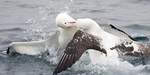 Wandering: Northern Royal Albatross - Fighting a Wandering