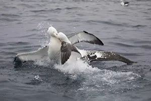 Wandering: Northern Royal Albatross - Fighting a Wandering