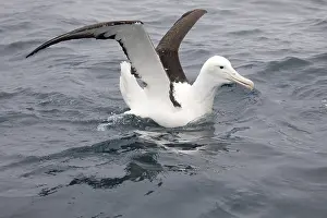Albatross: Northern Royal Albatross - Off the Kaikoura coast