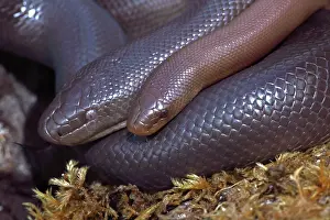 Charina: Northern Rubber Boa