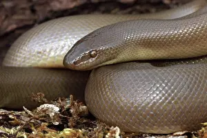 Charina: Northern Rubber Boa