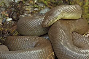 Charina: Northern Rubber Boa